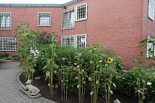 Vorgarten mit Sonnenblumen