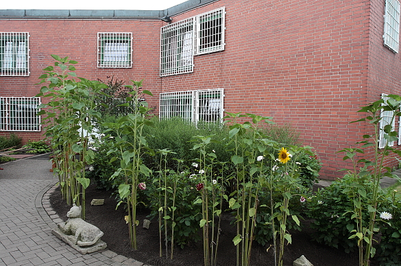 Vorgarten mit Sonnenblumen