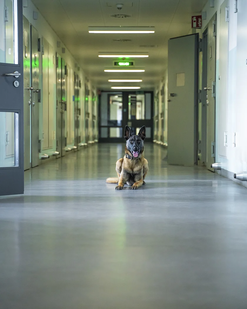 Drogenspürhund im Flur