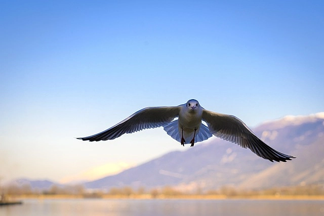 Fliegende Möwe